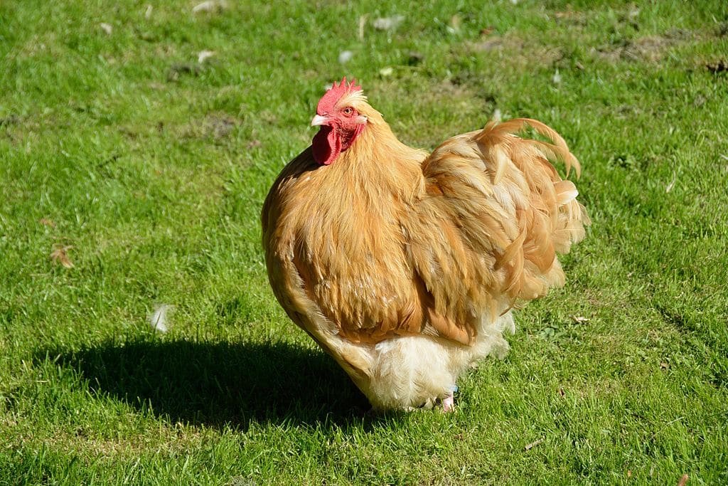 cách đá gà ăn tiền cách đá gà ăn tiền